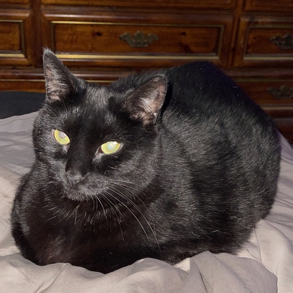 Meet your Posher, NoReflection - Picture 5 of 7